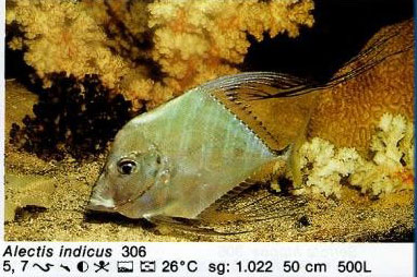 Alectis indicus